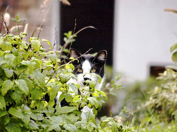 Close-up of cat amidst plants