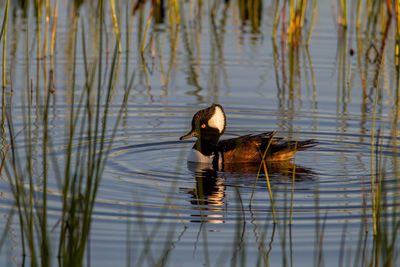 Duck swimming in lake