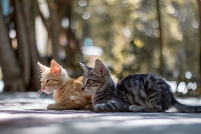 Cat relaxing outdoors