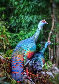 Close-up of peacock perching on a tree