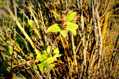 Close-up of plants growing on field