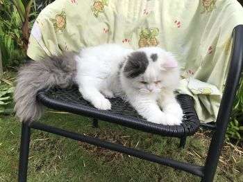 White cat resting on seat