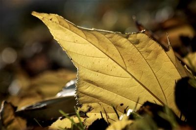 Close-up of dry maple leaves