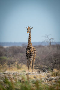Southern giraffe crosses rocky ridge towards camera