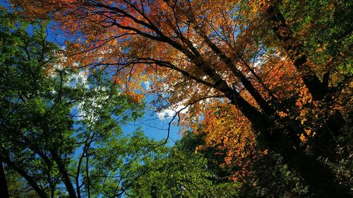 Low angle view of trees in forest