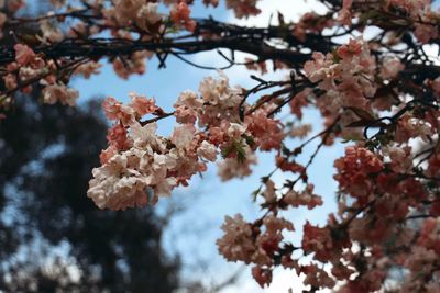 Close-up of cherry blossoms