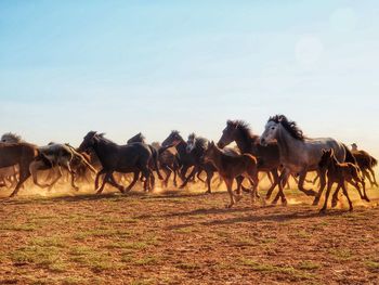 Horses on a field