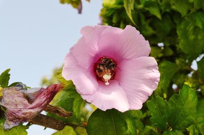 Close-up of bee pollinating flower