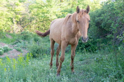 Horse standing in a field