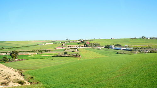 Scenic view of agricultural field against clear sky