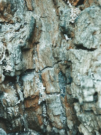 Full frame shot of tree trunk