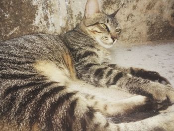 Close-up portrait of cat relaxing