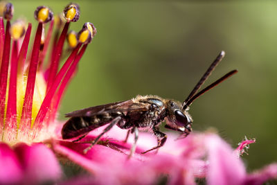 Close-up of butterfly pollinating on flower