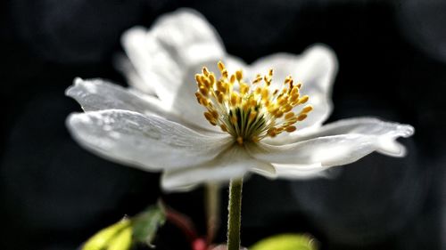 Close-up of yellow flower blooming outdoors