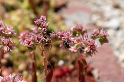 Close-up of bee on pink flower