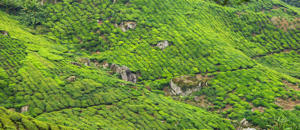High angle view of trees growing in farm