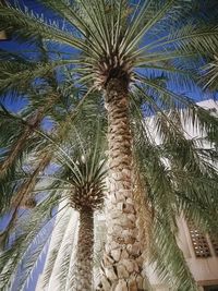 Low angle view of palm tree