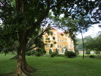 Trees in a temple