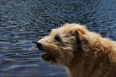 Close-up of dog in lake