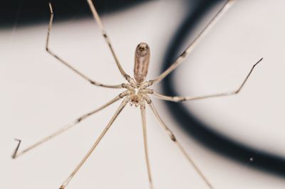 Close-up of spider on web