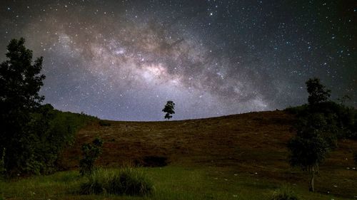 Scenic view of trees against sky at night