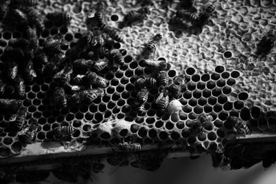 Close-up of bee on water