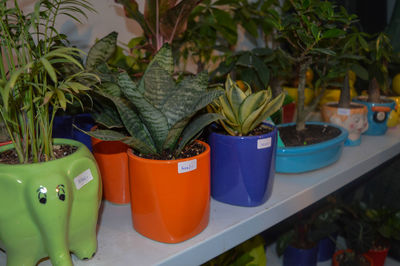 Close-up of potted plant on table