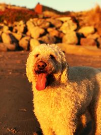 Close-up portrait of dog