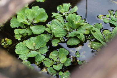 High angle view of leaves in potted plant