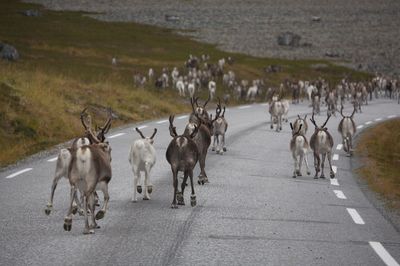 View of horses on road