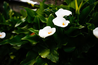 Close-up of white flowering plant
