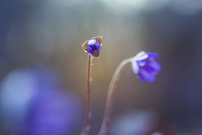 Close-up of purple flowering plant