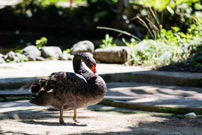 Ducks in a lake