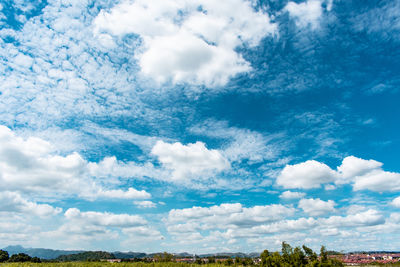 Low angle view of trees against sky