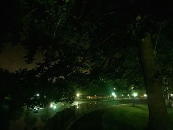 Illuminated trees at night