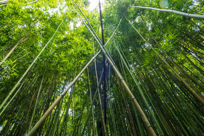 Low angle view of bamboos