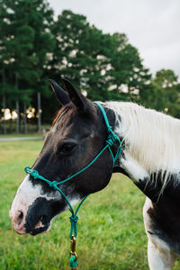 Horse in a field