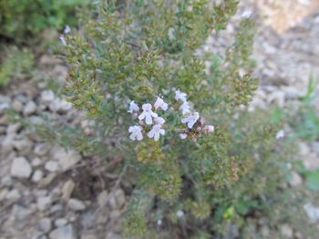 Close-up of white flowers