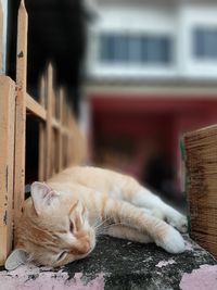 Close-up of a cat sleeping