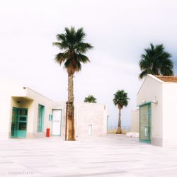 Palm trees and buildings against sky