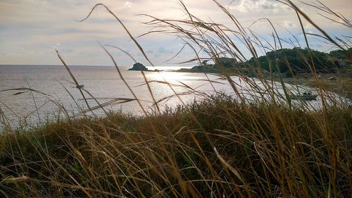 Close-up of reed grass by sea against sky during sunset