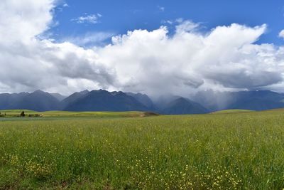 Scenic view of field against sky