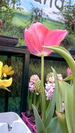 Close-up of flowers blooming outdoors