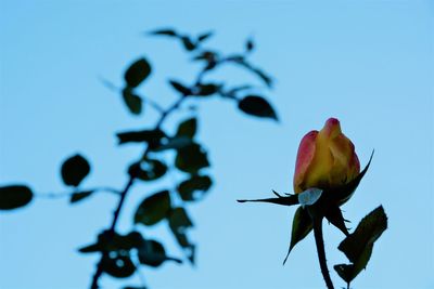 Close-up of bird on flower against clear sky