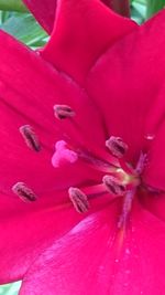 Close-up of pink rose flower