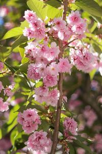 Close-up of pink flowers on branch