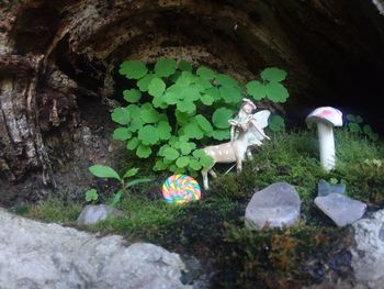 Plants growing on rocks