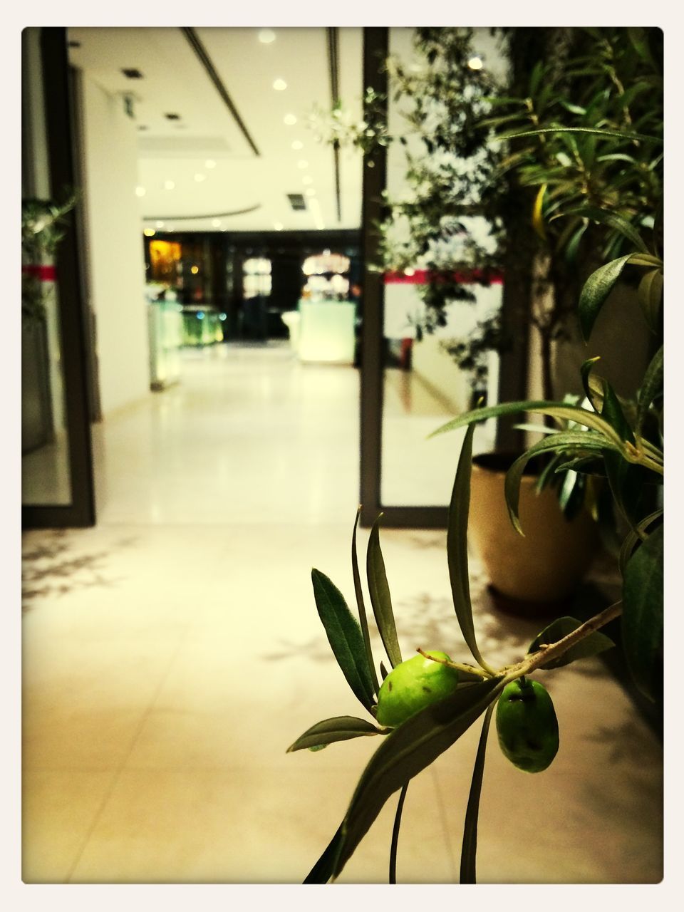 indoors, transfer print, auto post production filter, illuminated, potted plant, plant, lighting equipment, built structure, no people, glass - material, window, reflection, growth, transparent, focus on foreground, transportation, architecture, leaf, absence, hanging