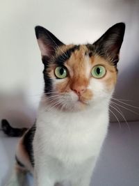 Close-up portrait of a cat