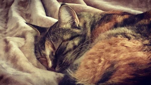 Close-up of cat resting on bed